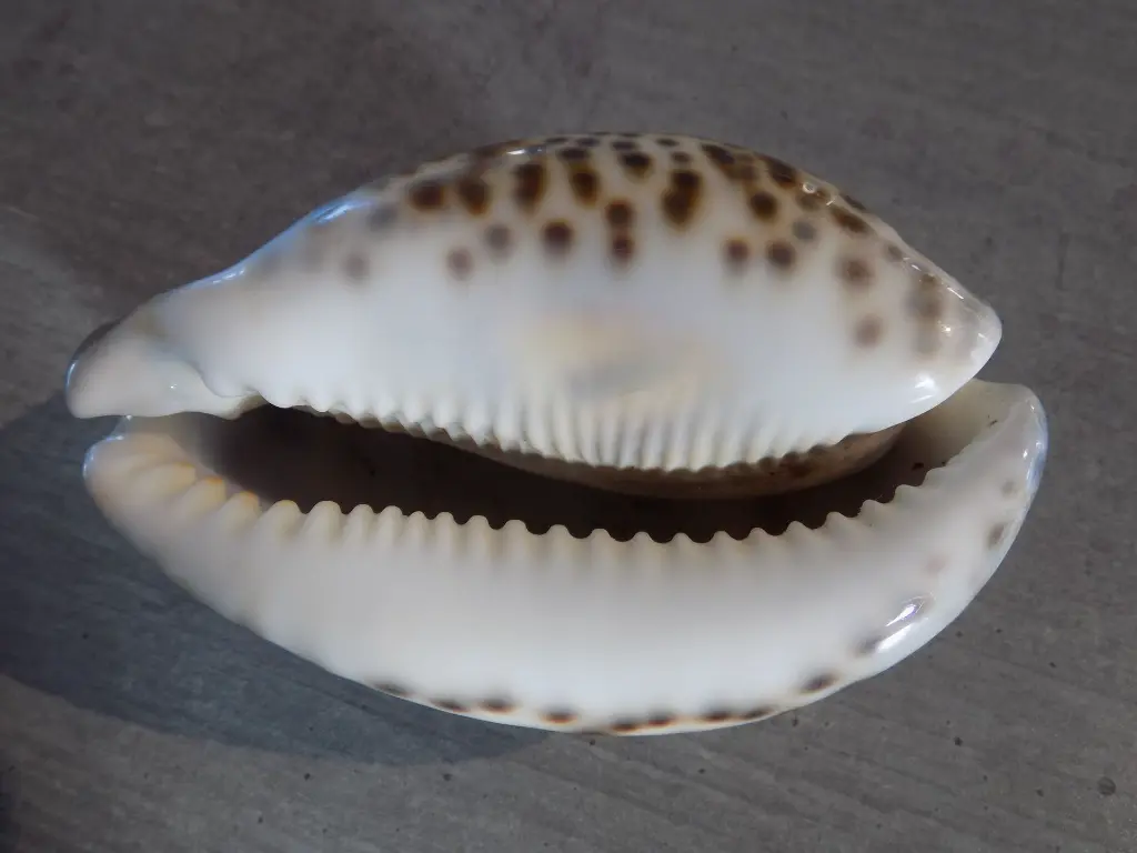 DSCN0975.webp