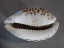 DSCN0975.webp