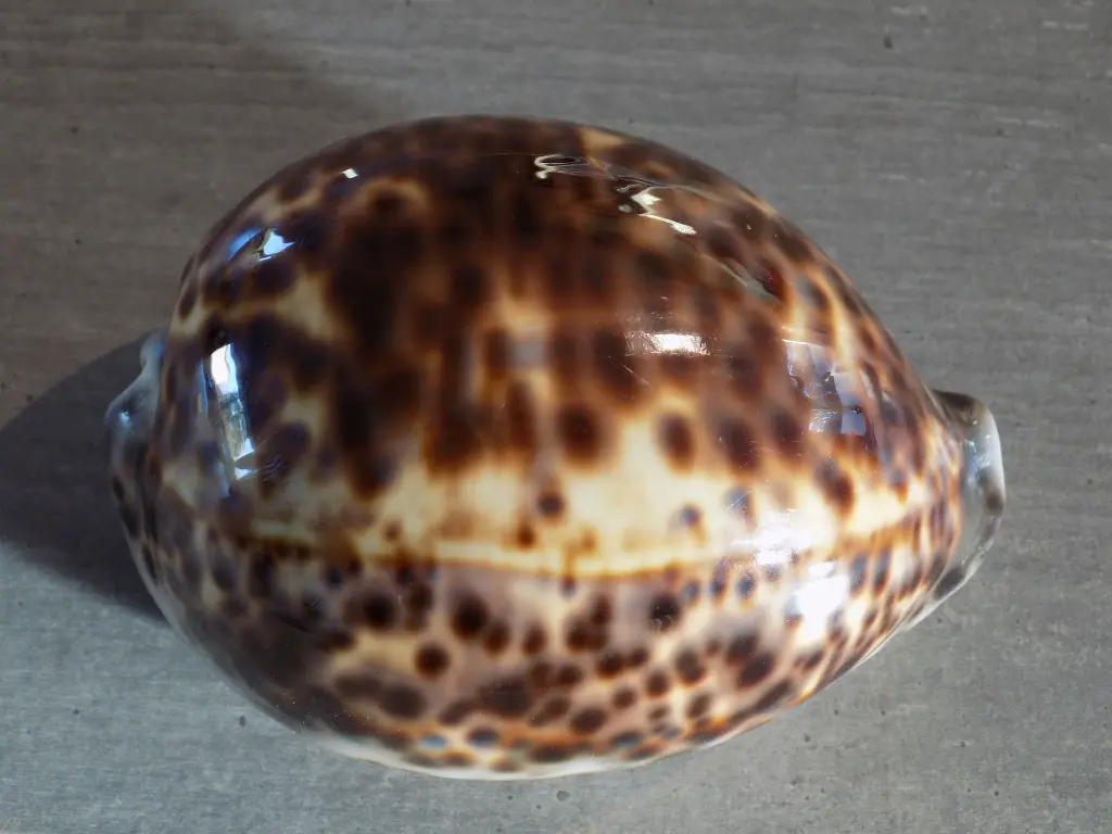 DSCN0976.webp