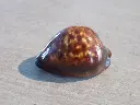 DSCN0982.webp