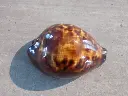 DSCN0984.webp