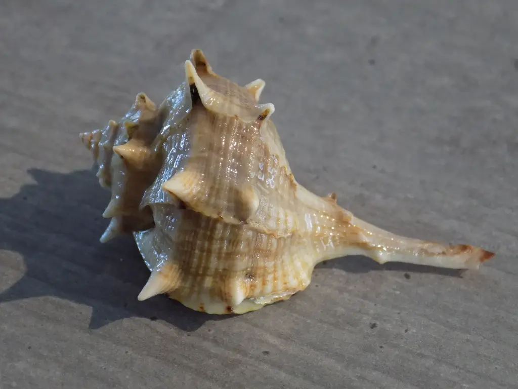 DSCN0987.webp