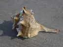 DSCN0987.webp