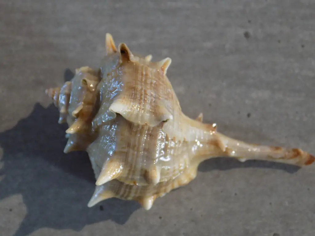 DSCN0988.webp