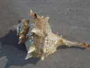 DSCN0988.webp