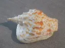 DSCN1035.webp