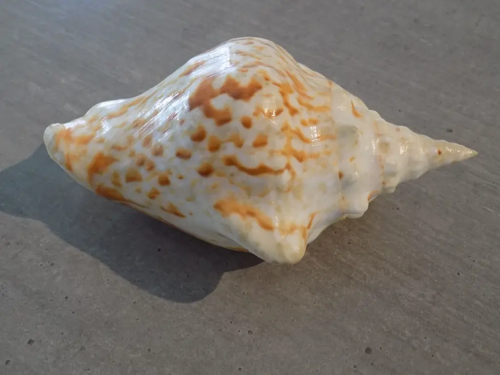 DSCN1036.webp