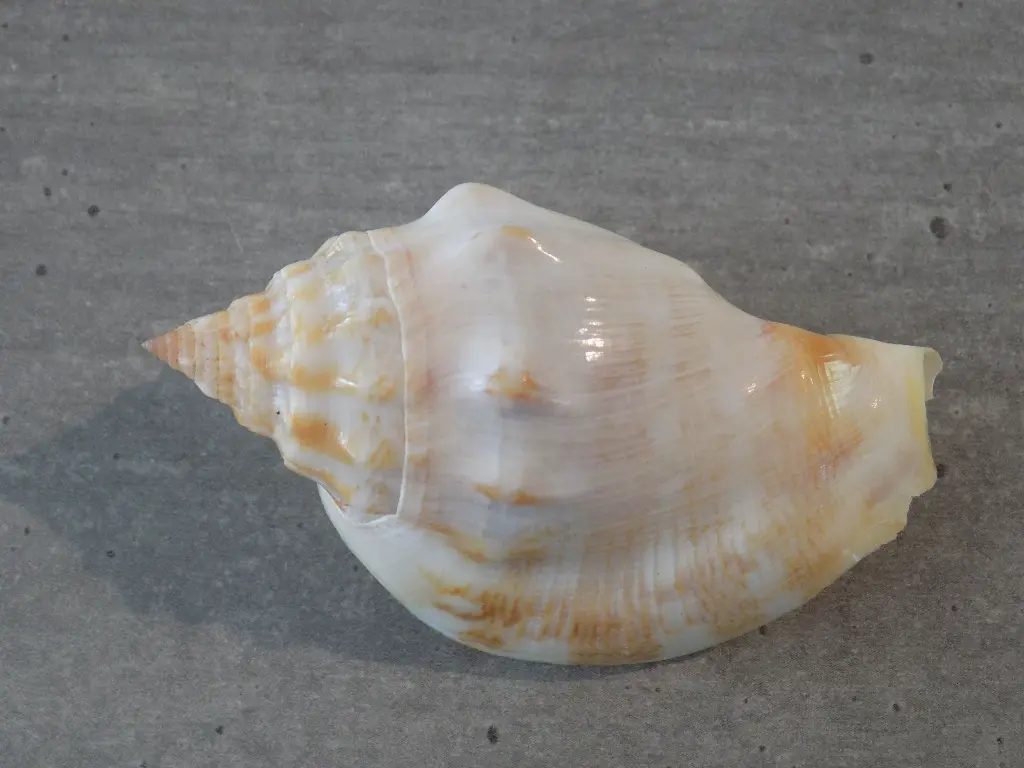 DSCN1044.webp