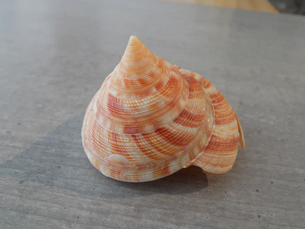 DSCN1046.webp