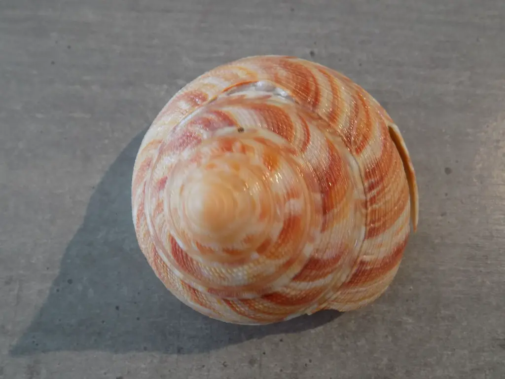 DSCN1049.webp