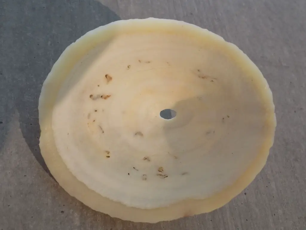 DSCN1058.webp
