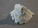 DSCN1067.webp