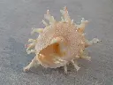 DSCN1119.webp