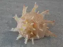 DSCN1120.webp