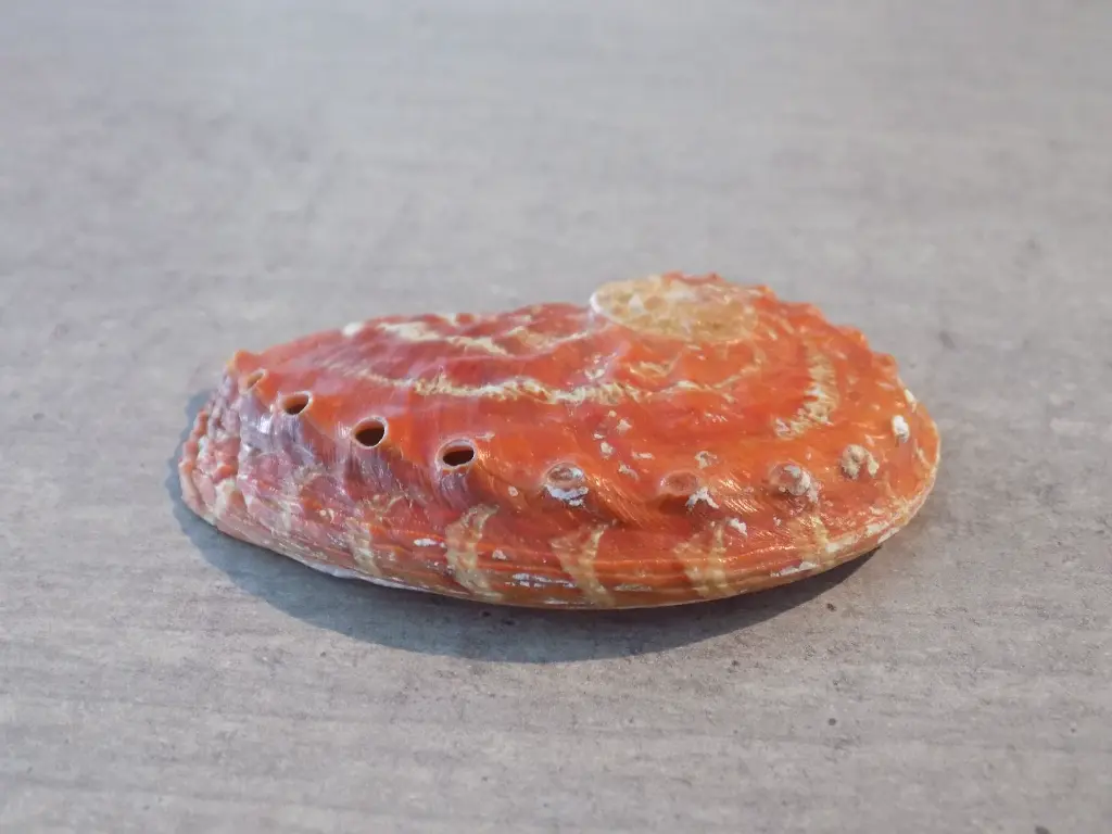 DSCN1112.webp