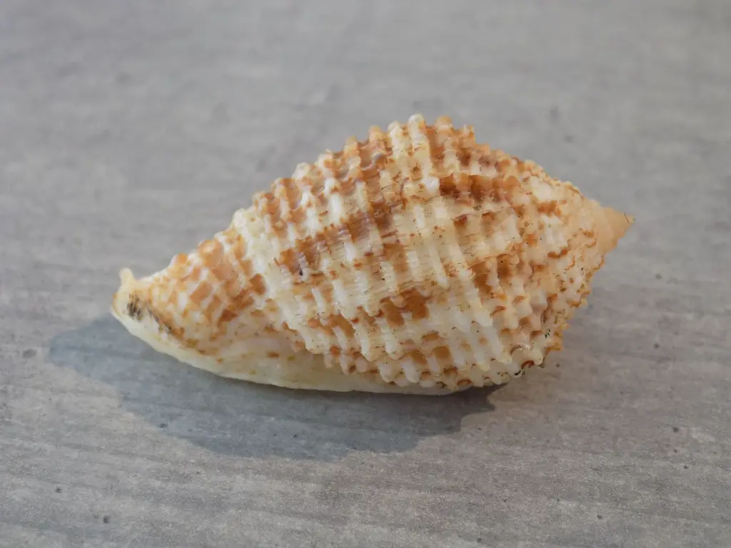 DSCN1126.webp
