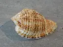 DSCN1128.webp