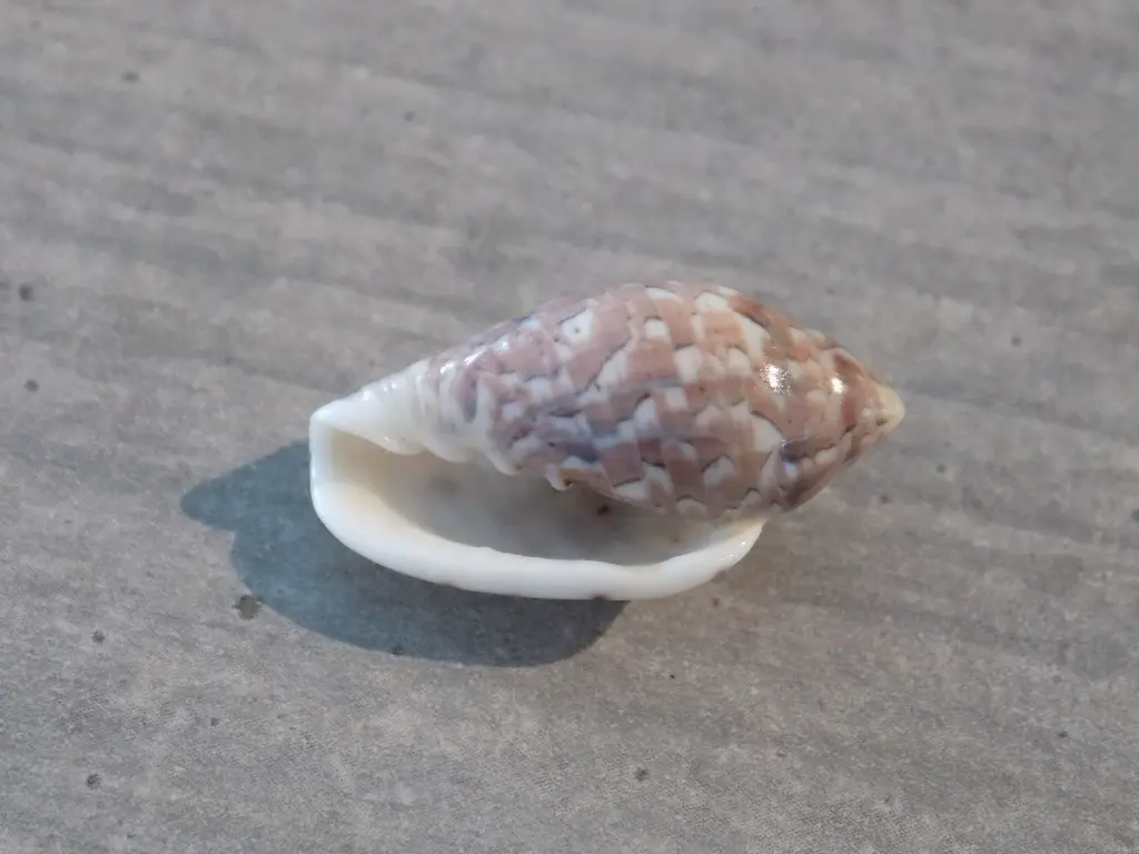 DSCN1131.webp
