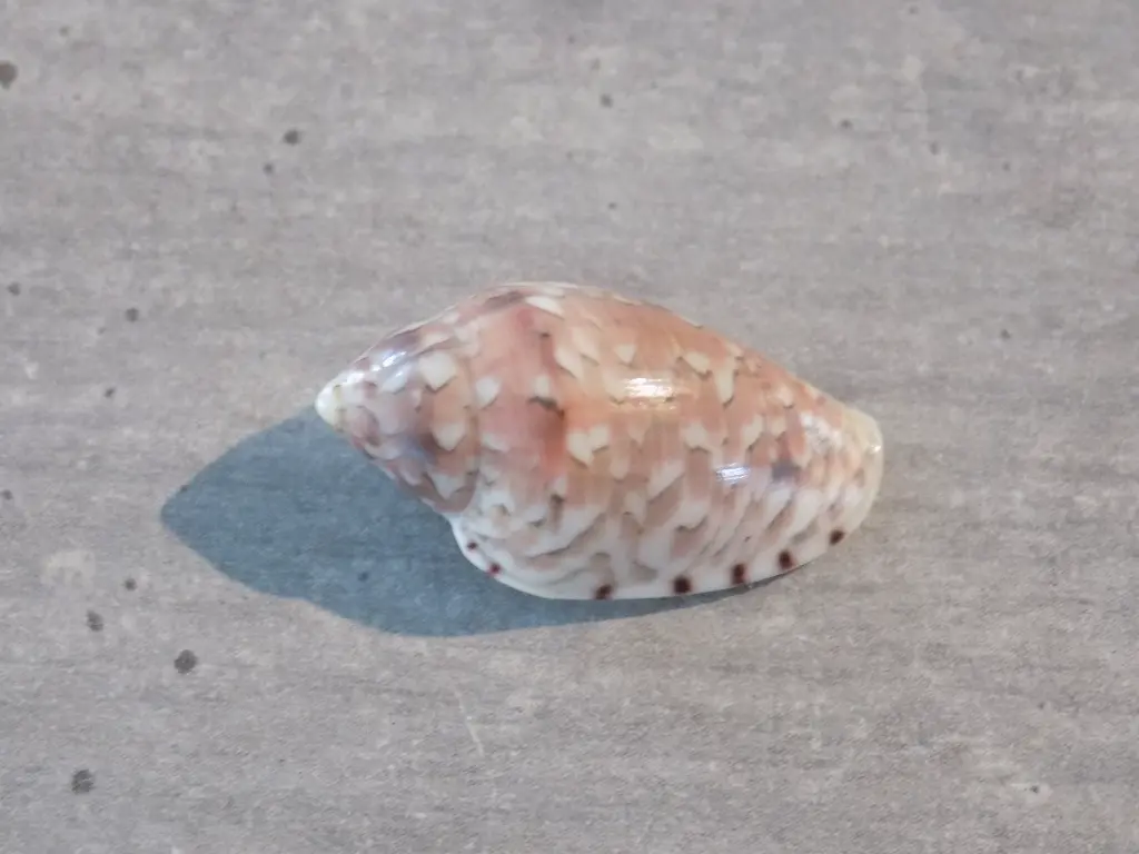 DSCN1132.webp
