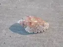 DSCN1132.webp