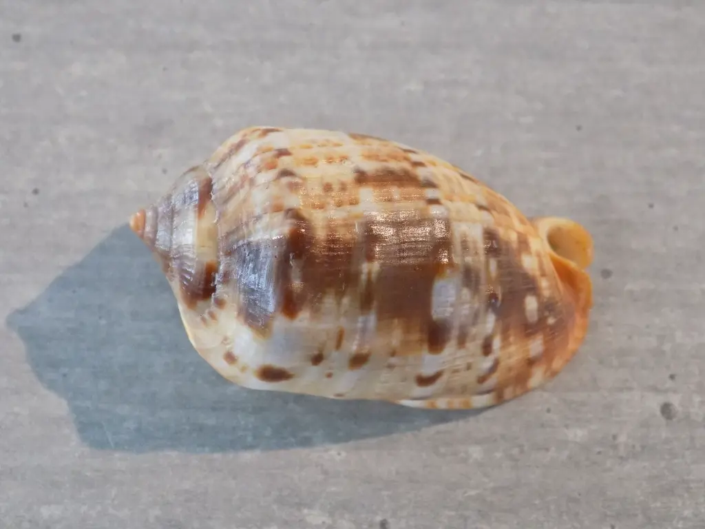 DSCN1142.webp
