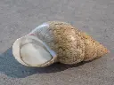 DSCN1145.webp