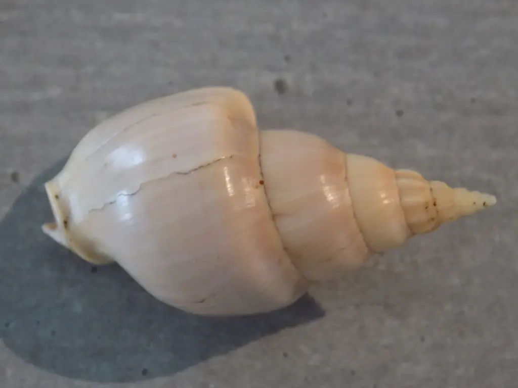 DSCN1150.webp