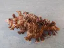 DSCN1104.webp