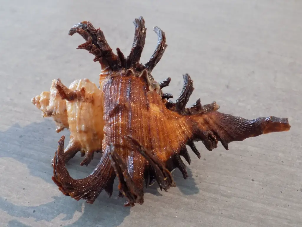 DSCN1098.webp