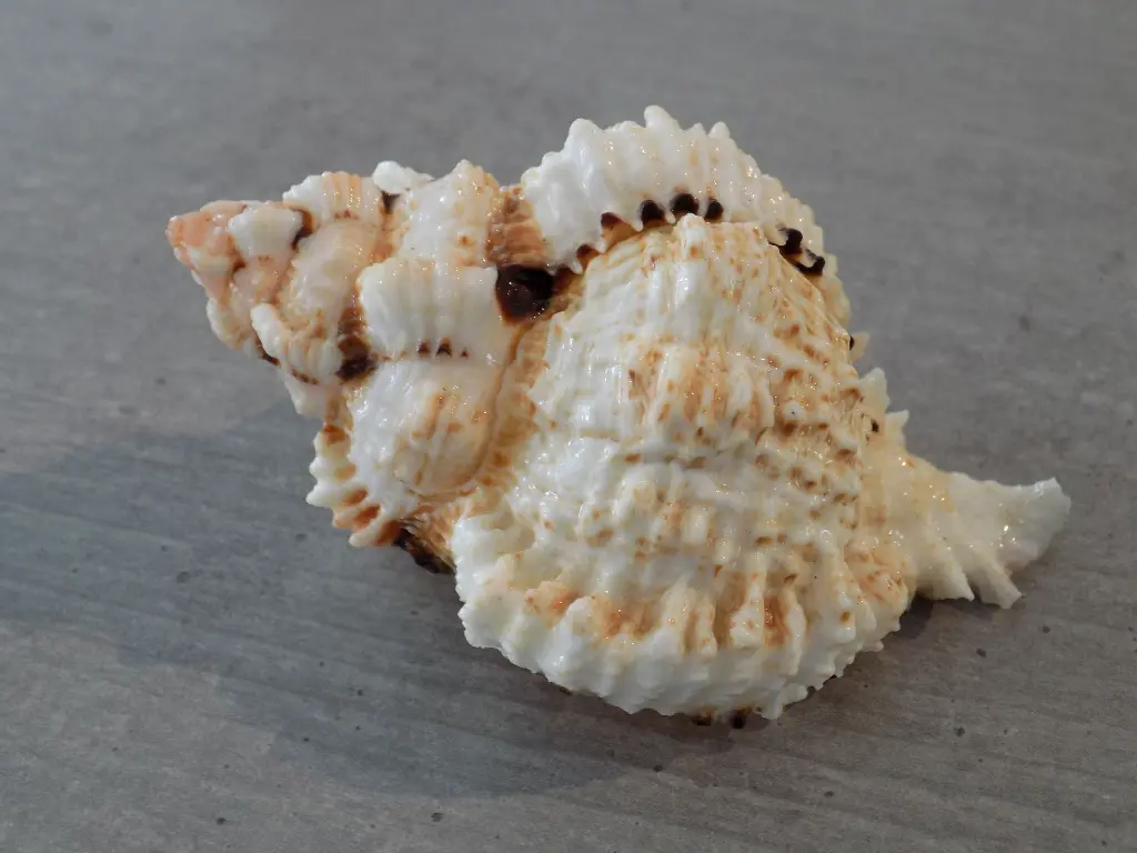 DSCN1090.webp