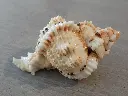 DSCN1091.webp
