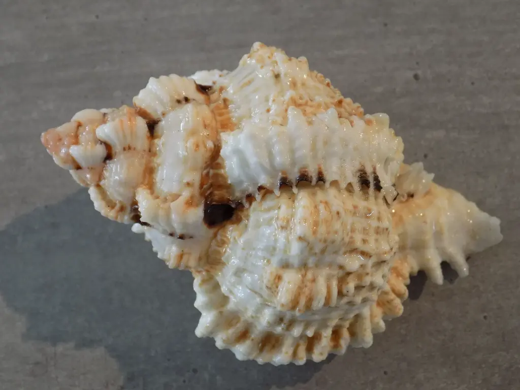 DSCN1094.webp