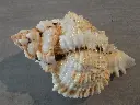 DSCN1094.webp