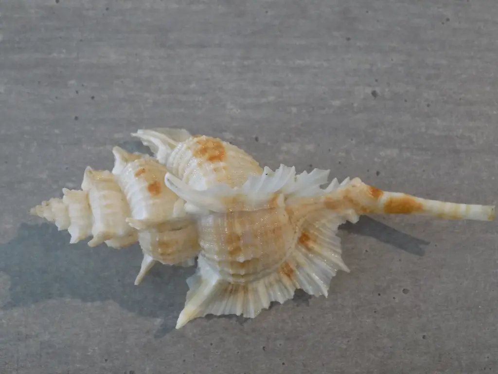 DSCN1089.webp