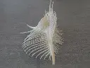 DSCN1084.webp
