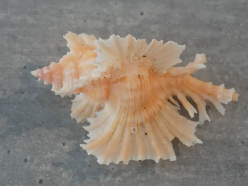 DSCN1155.webp