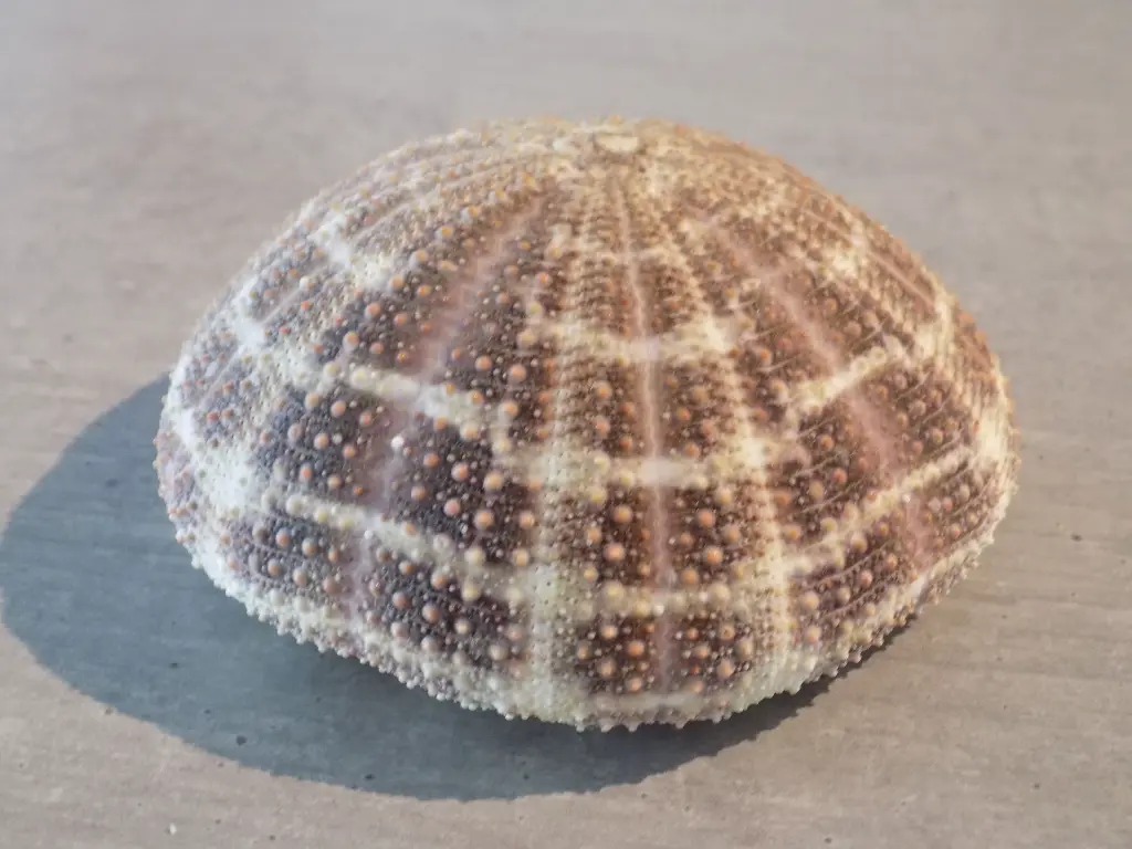 DSCN1174.webp