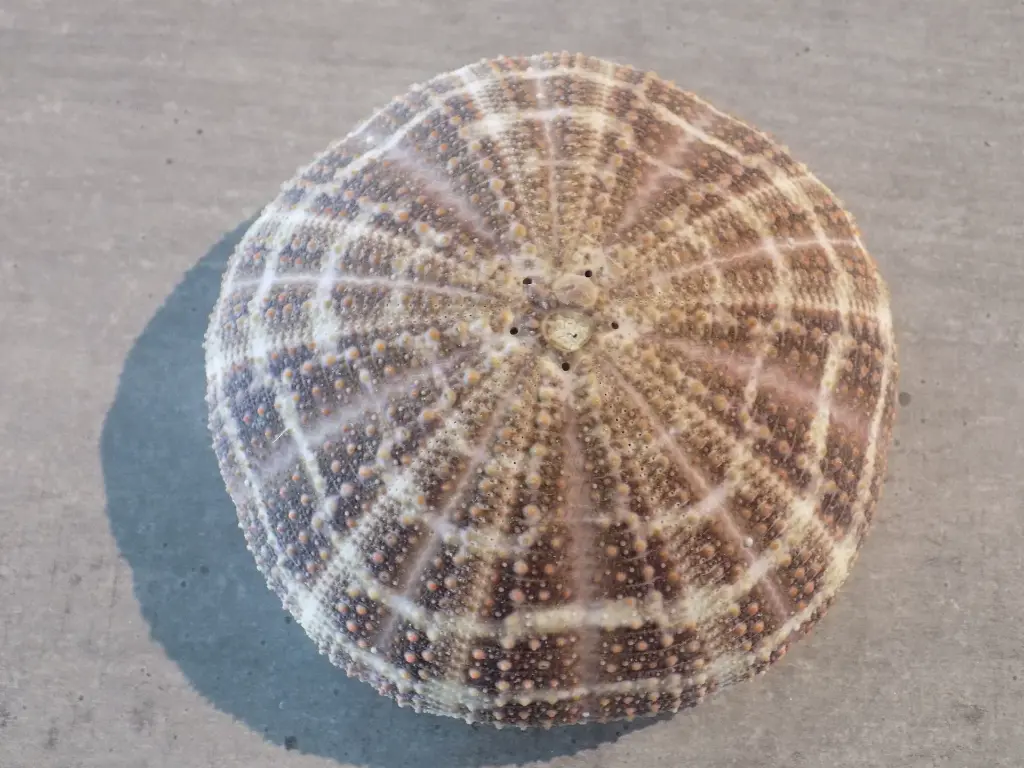 DSCN1176.webp