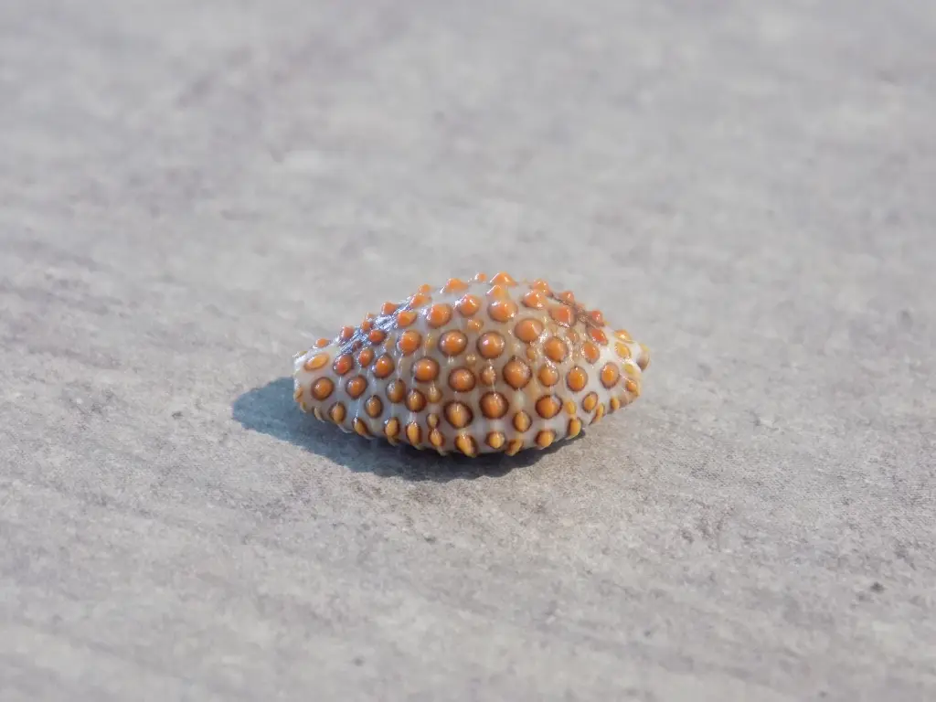 DSCN1195.webp