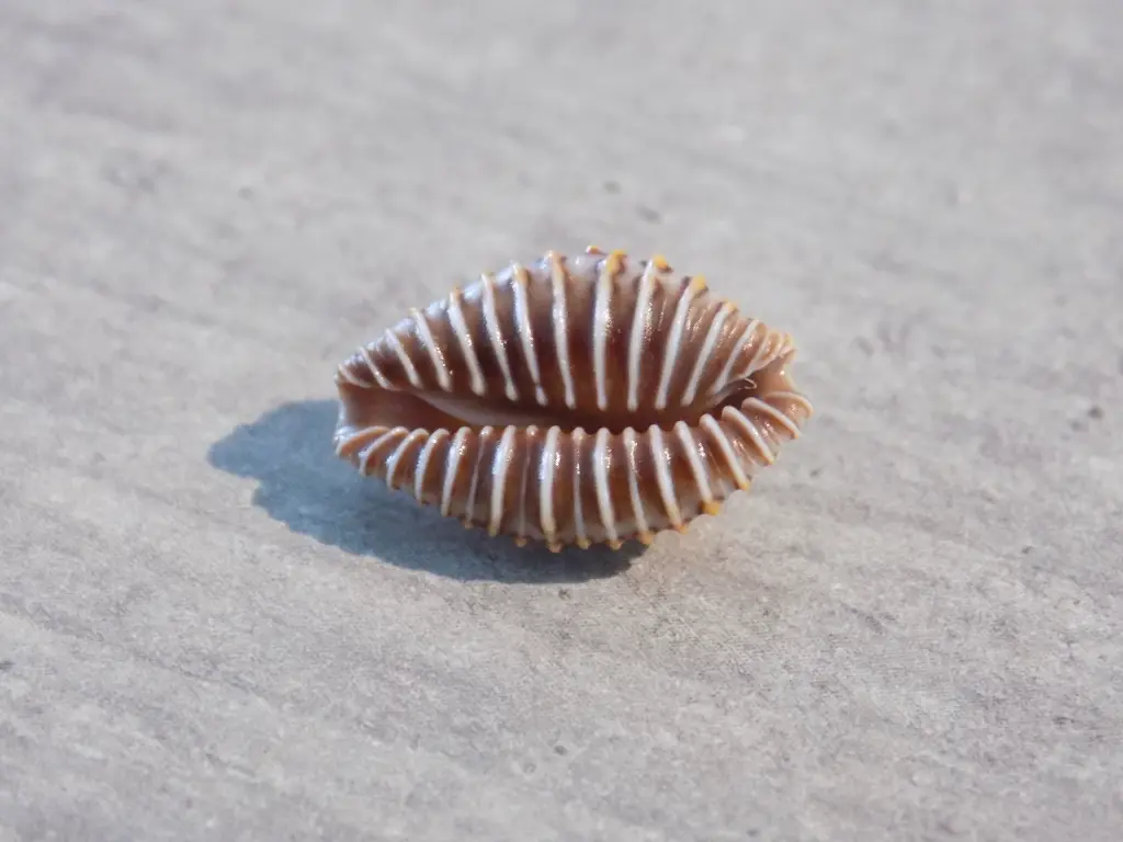 DSCN1196.webp