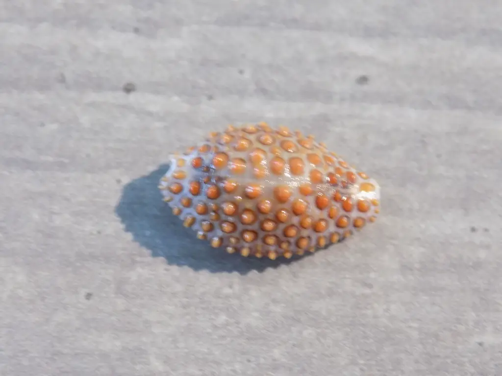DSCN1197.webp