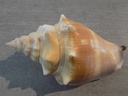STROMBIDAE STROMBUS ALATUS