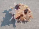 DSCN1193.webp