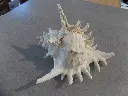 DSCN1203.webp