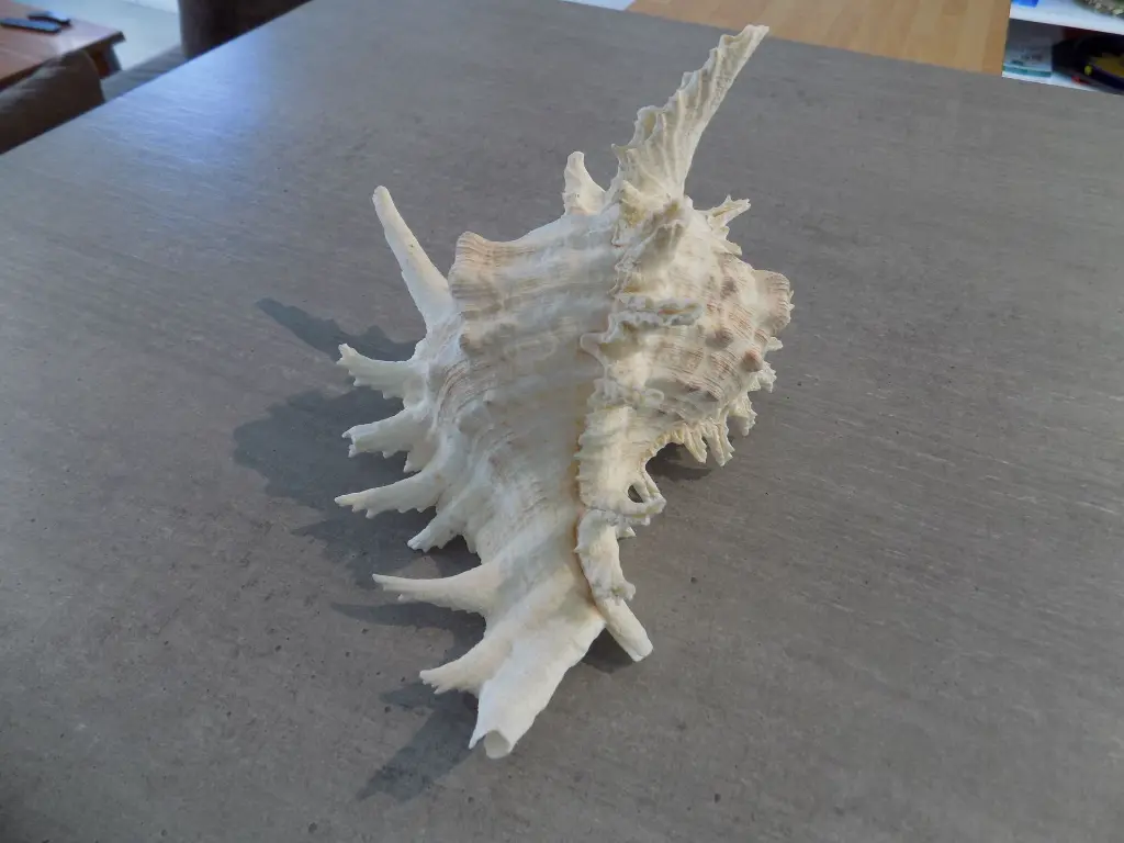 DSCN1206.webp