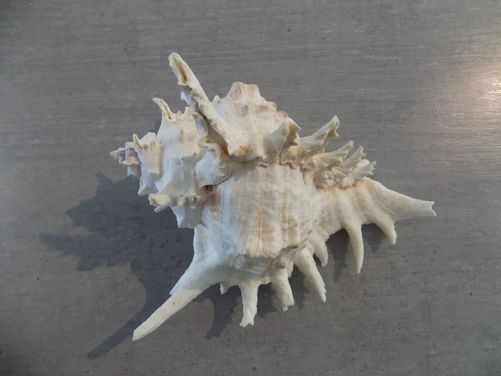 DSCN1207.webp