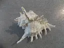 DSCN1207.webp