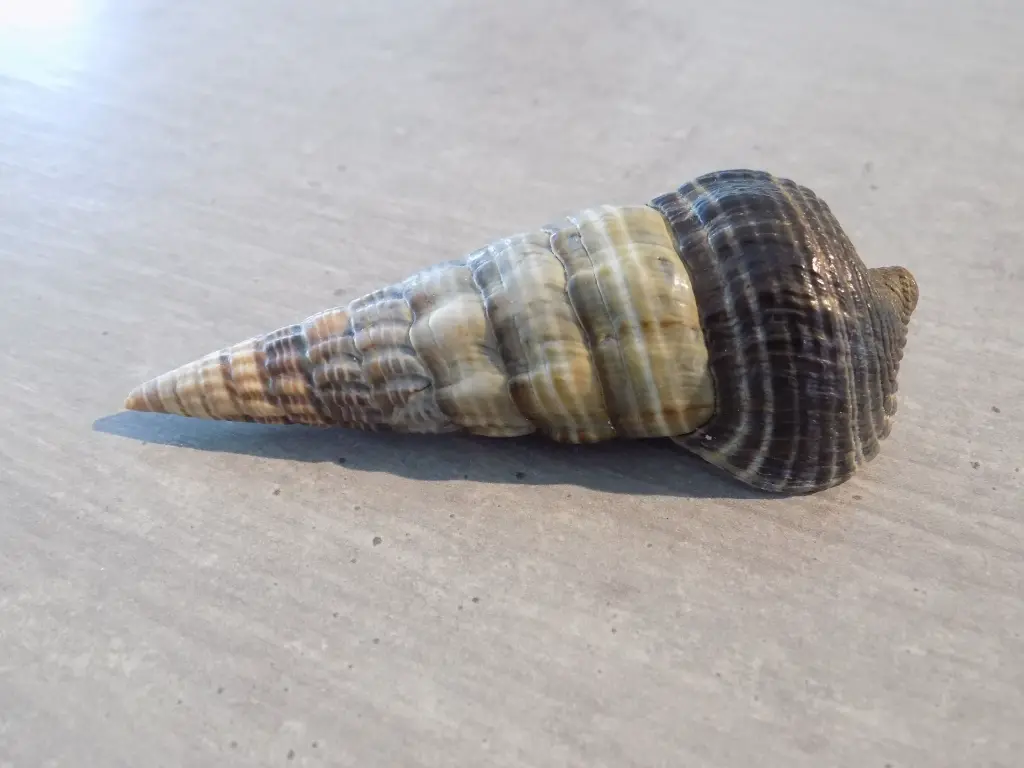 DSCN1218.webp