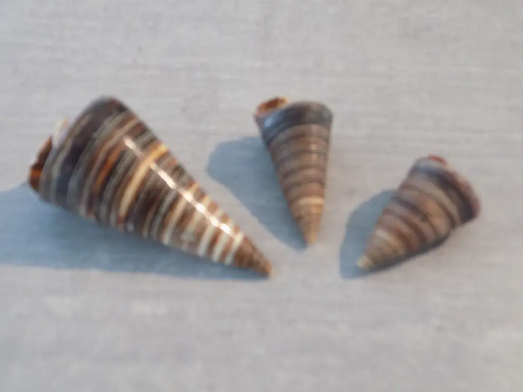 DSCN1223.webp