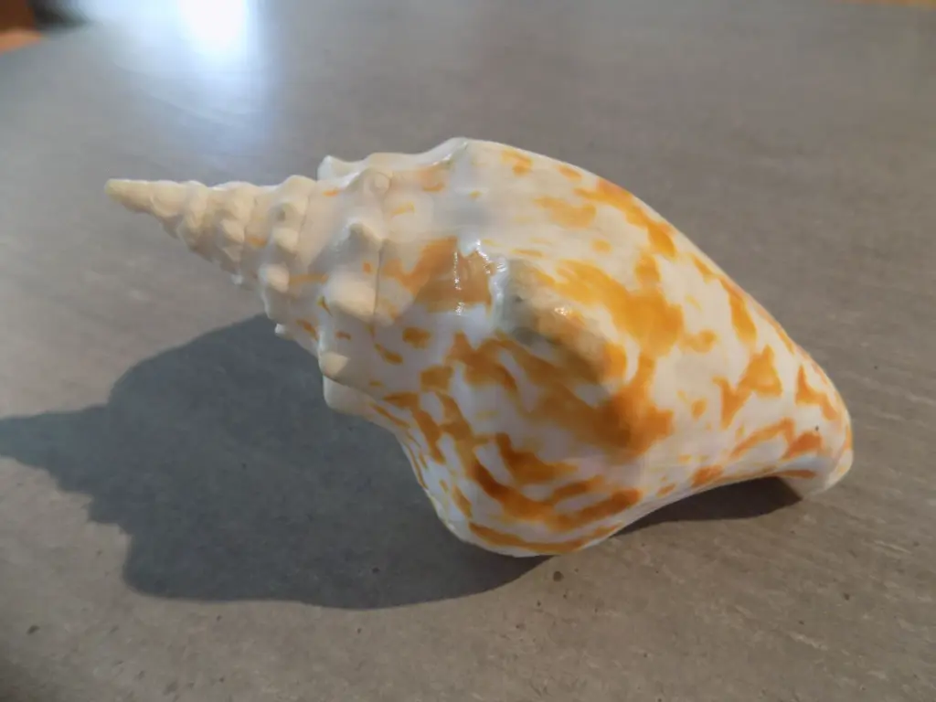 DSCN1251.webp